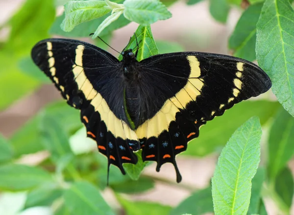 Doğadaki Güzel Kelebek — Stok fotoğraf