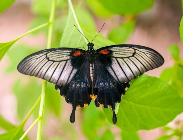 Обыкновенная Мормонская Бабочка — стоковое фото