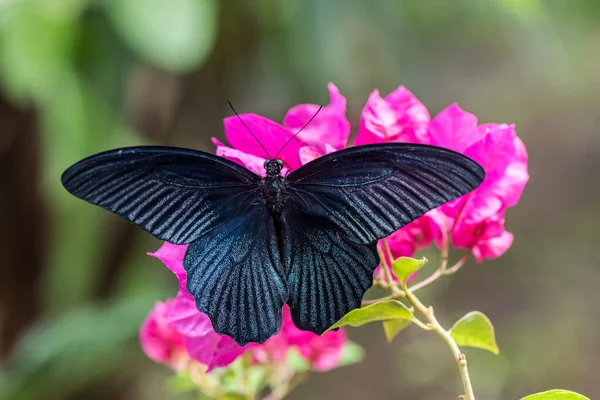 Black Butterfly Pink Flowe — Stock Photo, Image