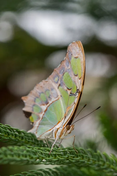 Piękny Motyl Przyrodzie Liśćmi — Zdjęcie stockowe