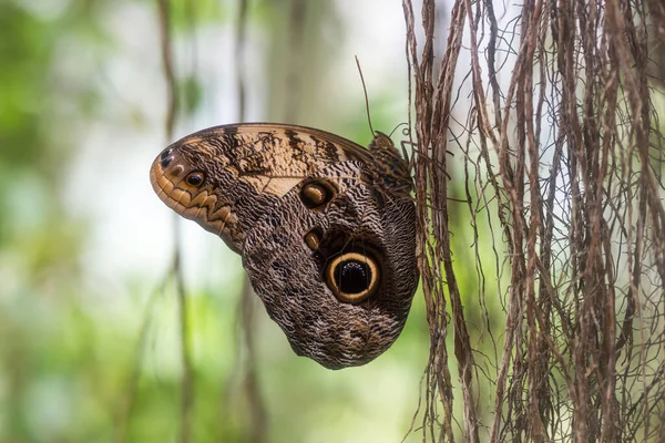 Farfalla Gufo Sulla Natura — Foto Stock