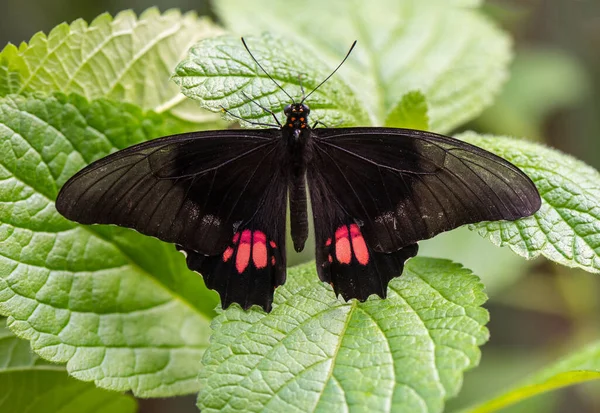 Bella Farfalla Natura Con Foglie — Foto Stock