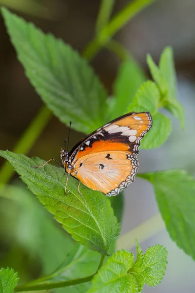 Doğada Yaprakları Olan Güzel Kelebek — Stok fotoğraf