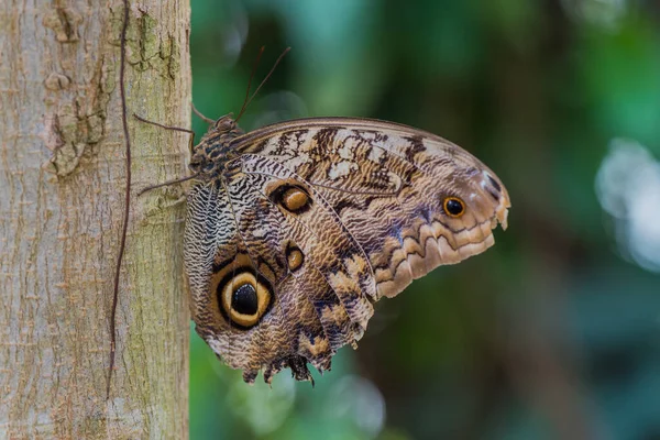 猫头鹰蝴蝶在大自然中 — 图库照片