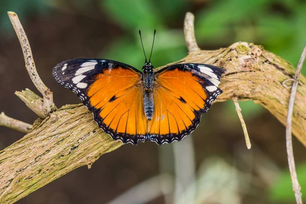 Piękny Motyl Przyrodzie Liśćmi — Zdjęcie stockowe