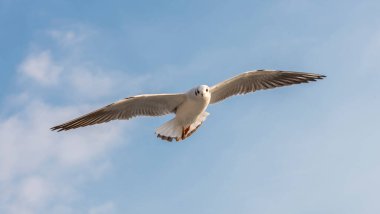 Mavi gökyüzü arka planına sahip uçan martı