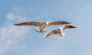 Mavi gökyüzü arka planına sahip uçan martı