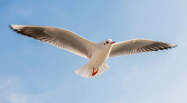 Flying Seagull Blue Sky Background — Stock Photo, Image