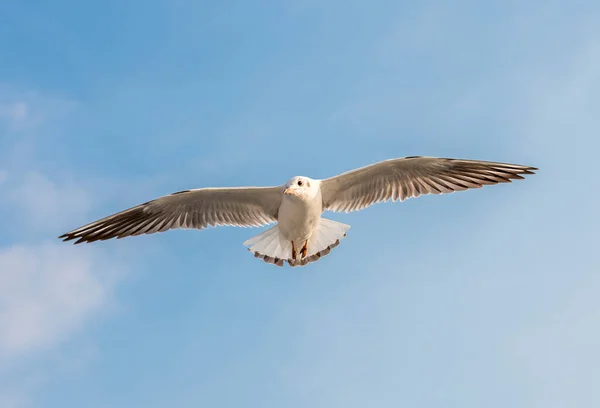 Mouette Volante Avec Fond Bleu Ciel — Photo