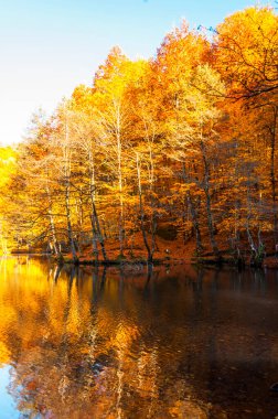 Yedigoller Ulusal Parkı, Sonbahar manzarası. Bolu, Türk.