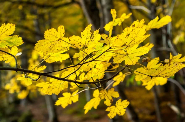 Beautiful Autumn Leaves Nature Background — Stock Photo, Image