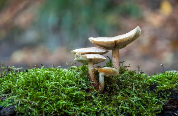 Svamp Skog Med Natur Bakgrund — Stockfoto