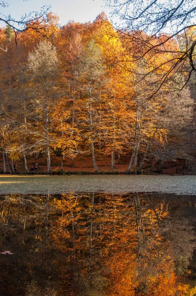 Yedigoller Ulusal Parkı Sonbahar Manzarası Bolu Türkiye — Stok fotoğraf