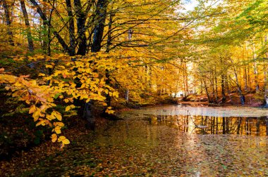 Yedigoller Ulusal Parkı, Sonbahar manzarası. Bolu, Türkiye