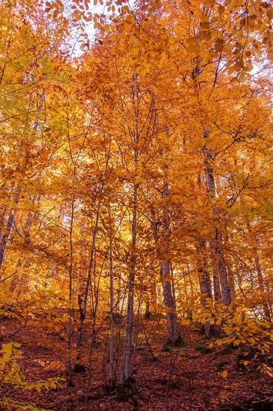 Yedigoller National Park Vista Para Outono Bolu Turquia — Fotografia de Stock