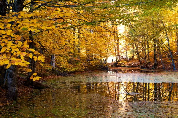 Národní Park Yedigoller Podzimní Výhledy Bolu Turke — Stock fotografie