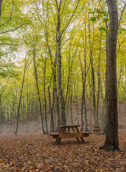 Vista Outono Belgrad Forest Turco Belgrad Ormani Istambul Turquia — Fotografia de Stock