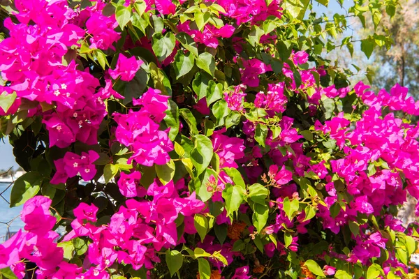 Rosa Bougainvillea Blommor Bodrum Mugla Turkiet — Stockfoto