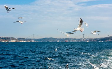 Uçan martılarla İstanbul Boğazı 'nın panoramik manzarası. İstanbul, Türkiye.
