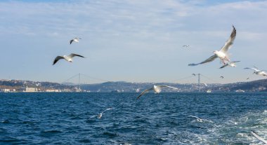 Uçan martılarla İstanbul Boğazı 'nın panoramik manzarası. İstanbul, Türkiye.