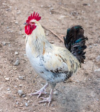 Sik kafalı. Doğada güzel beyaz horoz.