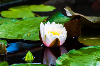 Göl yüzeyinde sarı polen bulunan beyaz nilüfer çiçeği.