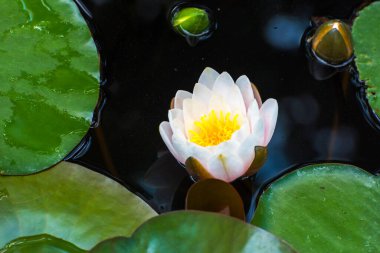 Göl yüzeyinde sarı polen bulunan beyaz nilüfer çiçeği.