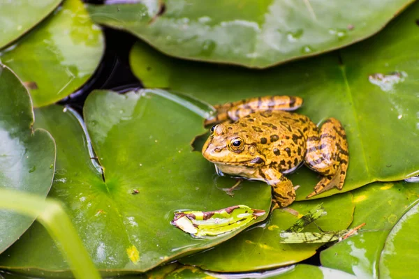 Kikker Het Groene Lotusblad Mooie Kikker — Stockfoto