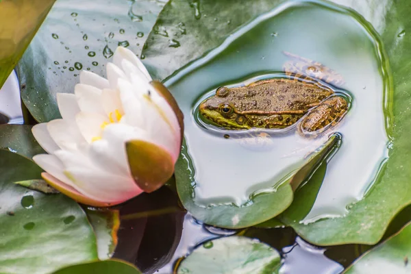 Kikker Het Groene Lotusblad Mooie Kikker — Stockfoto