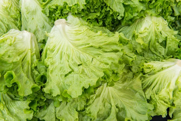 Fresh lettuce leaves. Organic lettuce.