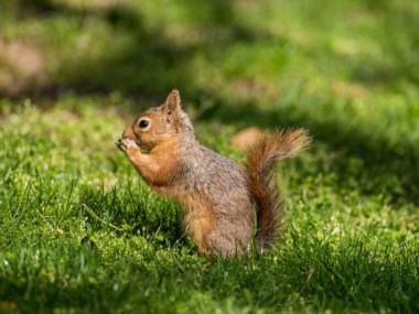 Squirrel sit on green grass. Squirrel in nature. clipart