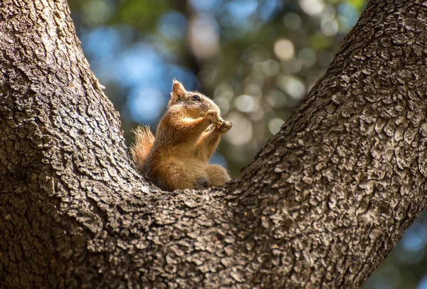 Squirrel Duduk Pohon Tupai Alam — Stok Foto