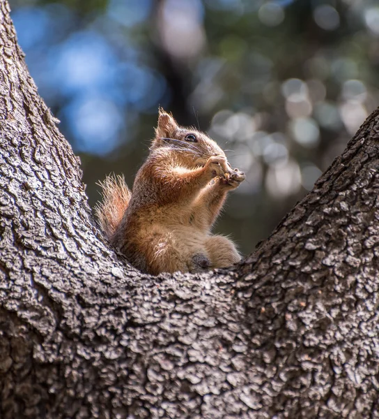 Squirrel sit on the tree. Squirrel in nature.