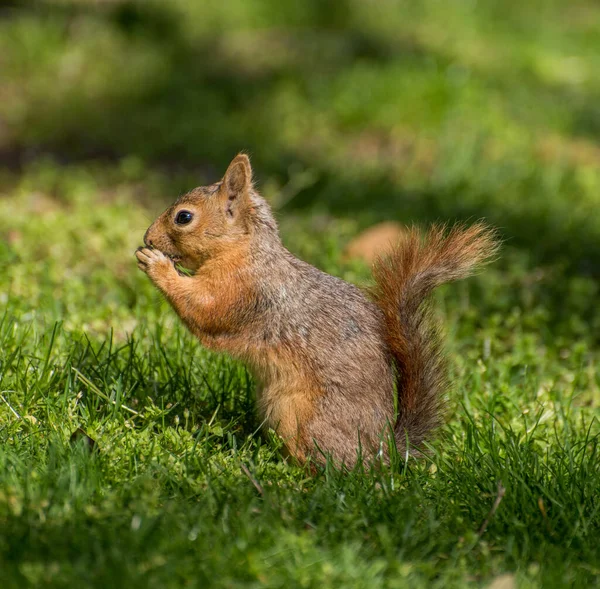 Squirrel Sit Green Grass Squirrel Nature — Stock Photo, Image