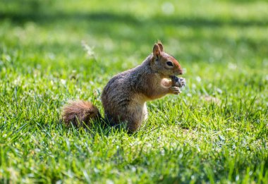 Squirrel sit on green grass. Squirrel in nature. clipart