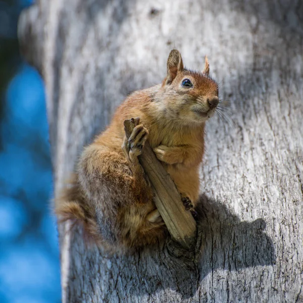 Squirrel Duduk Pohon Tupai Alam — Stok Foto