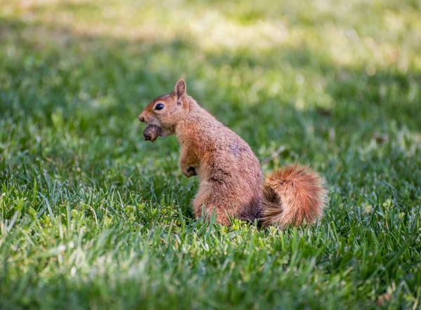 Squirrel Sit Green Grass Squirrel Nature — Stock Photo, Image