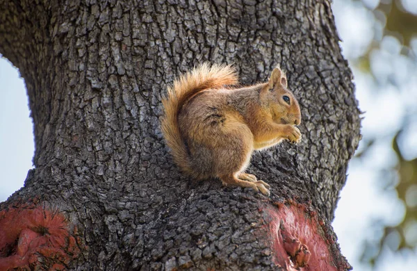 Squirrel sit on the tree. Squirrel in nature.