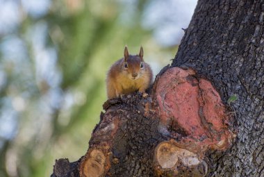 Squirrel sit on the tree. Squirrel in nature. clipart