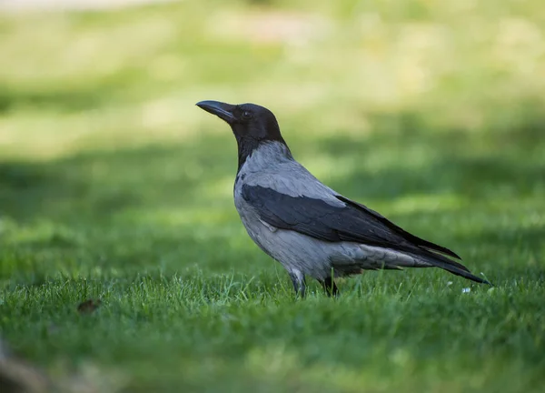 Krähen Auf Dem Grünen Gras Der Natur — Stockfoto