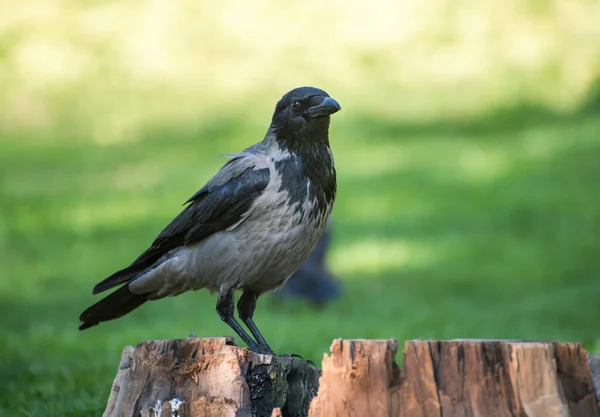 Corbeau Sur Herbe Verte Dans Nature — Photo