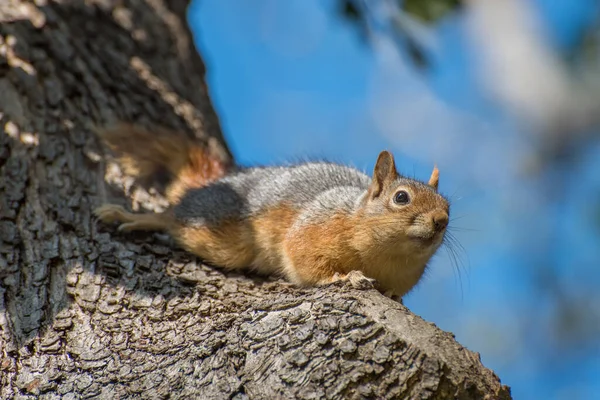 Squirrel sit on the tree. Squirrel in nature.