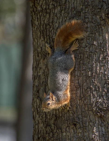 Squirrel Duduk Pohon Tupai Alam — Stok Foto