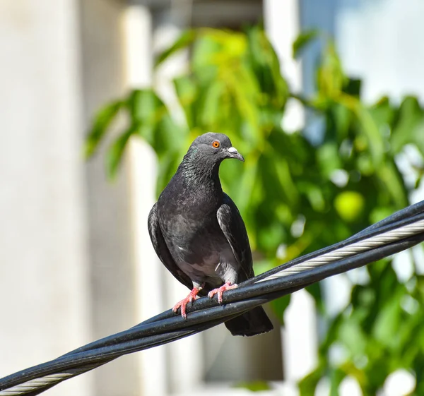 Pigeon Sur Câble Alimentation Avec Backgroun Vert — Photo