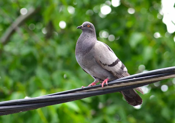 Pigeon Sur Câble Alimentation Avec Backgroun Vert — Photo