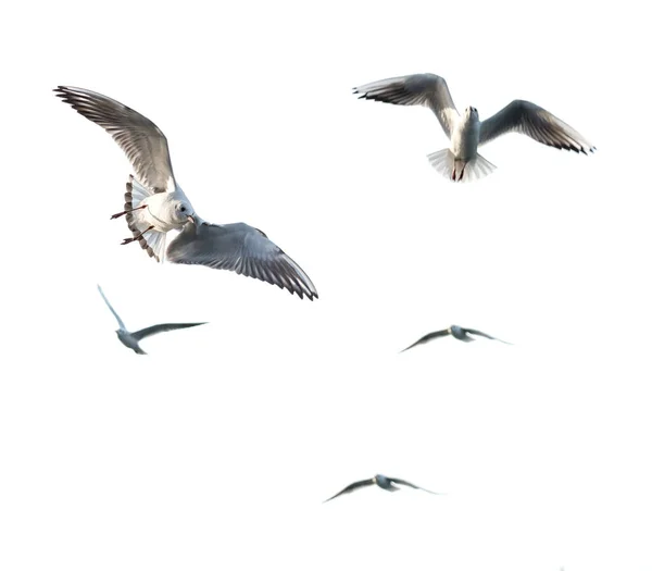 Seagull Fliegende Möwe Mit Weißem Hintergrund — Stockfoto
