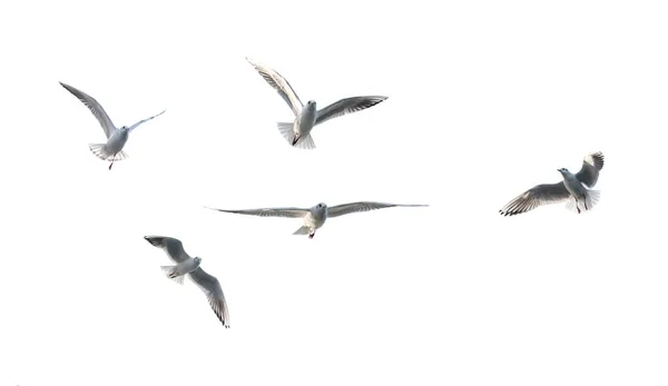 Seagull Gaivota Voadora Com Fundo Branco — Fotografia de Stock