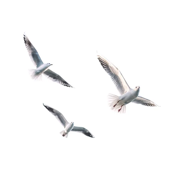 Seagull Fliegende Möwe Mit Weißem Hintergrund — Stockfoto