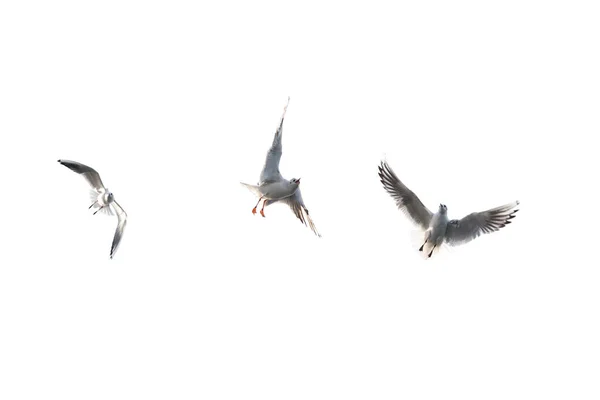 Seagull Gaivota Voadora Com Fundo Branco — Fotografia de Stock