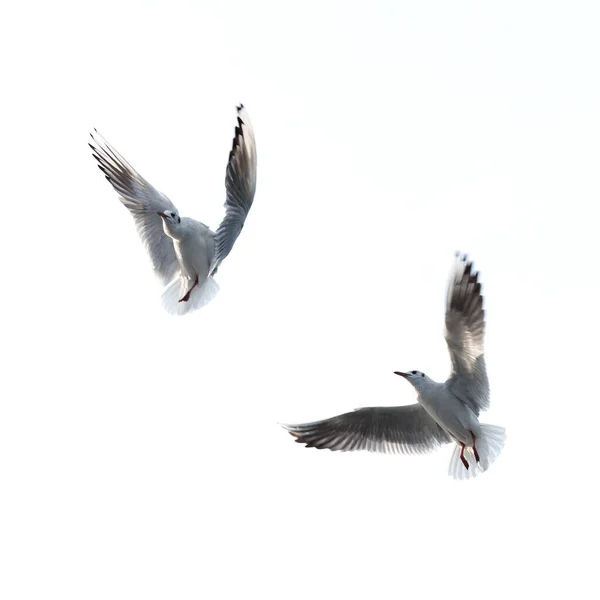 Seagull Mouette Volante Avec Fond Blanc — Photo